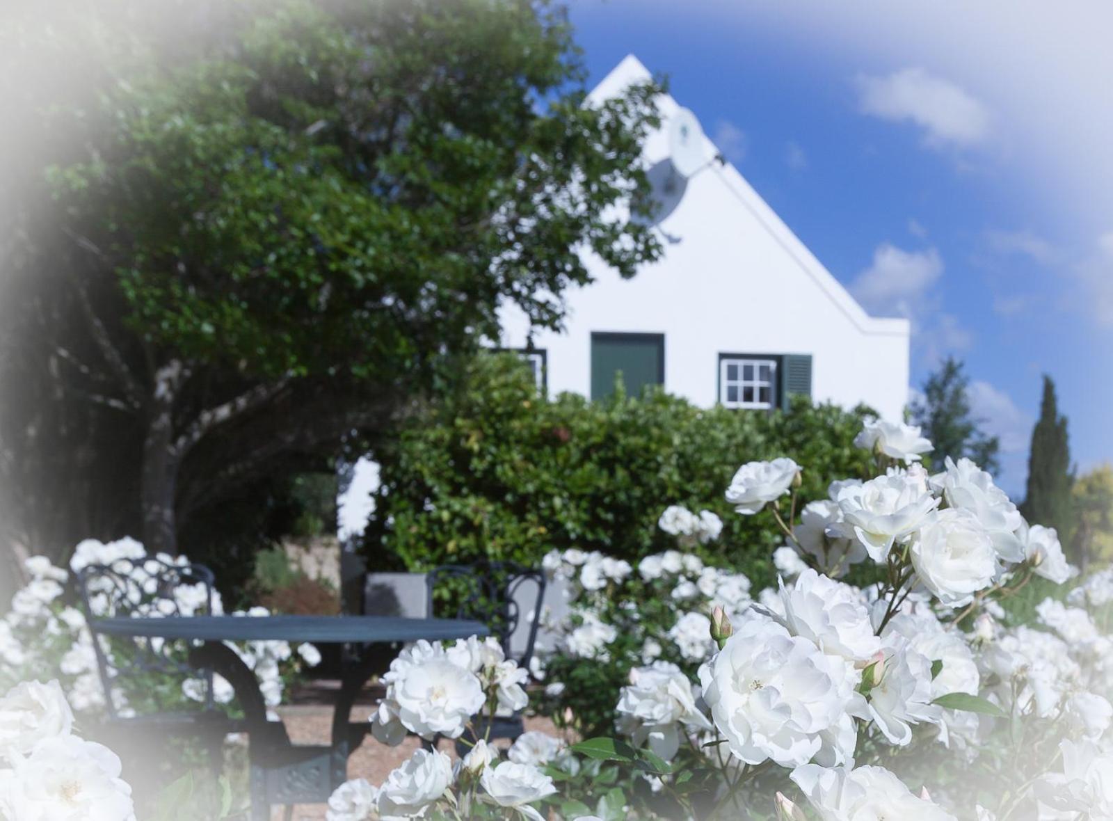 Sanddrif Stellenbosch Guest Farm Kültér fotó